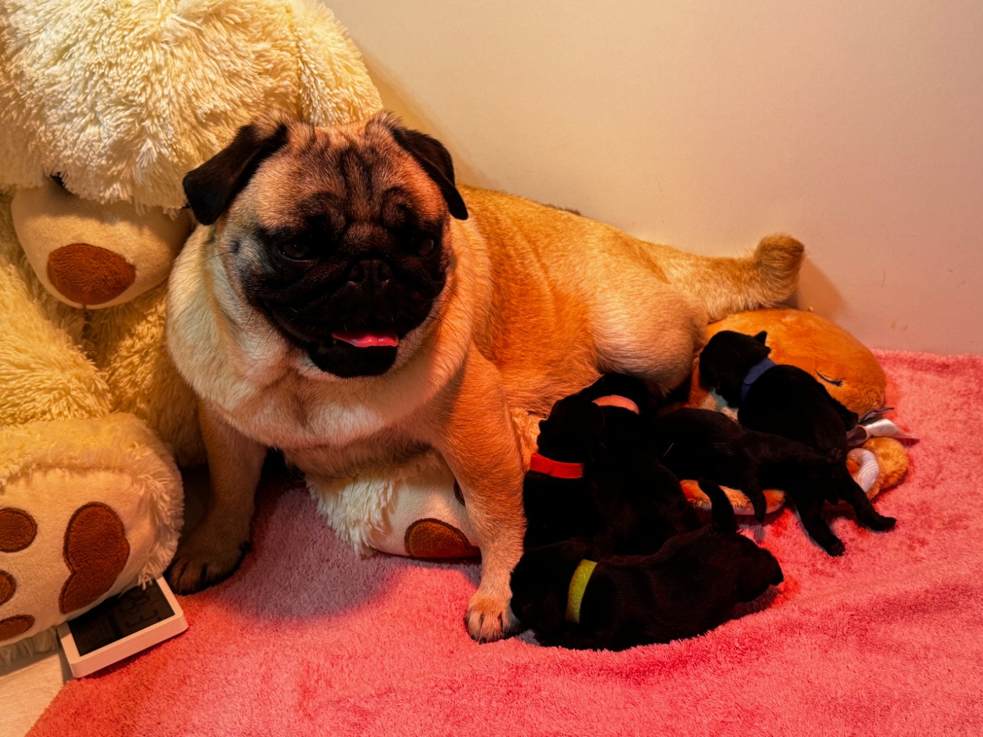 naissances 2026
