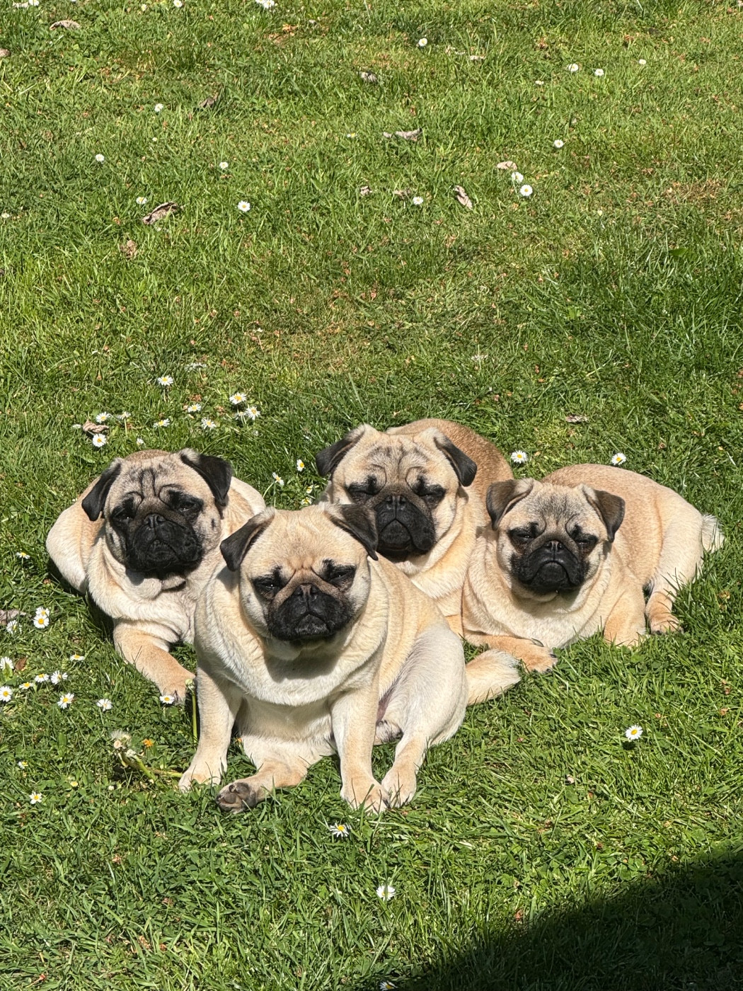 la famille