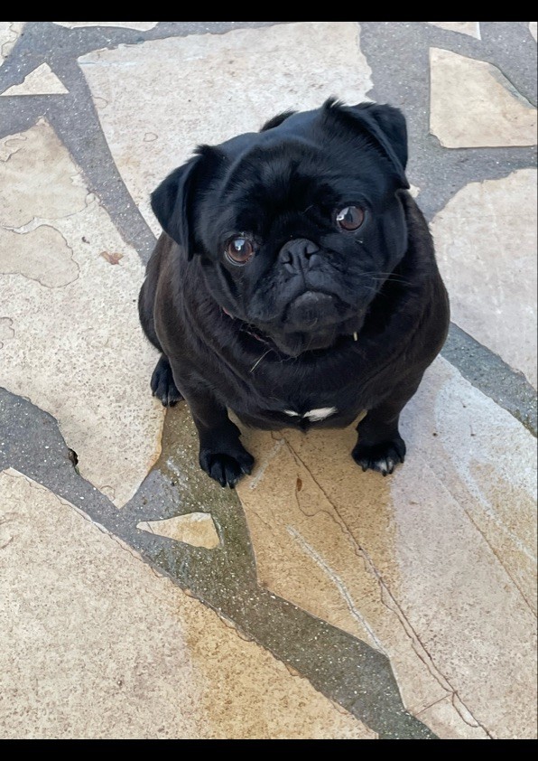 Stella