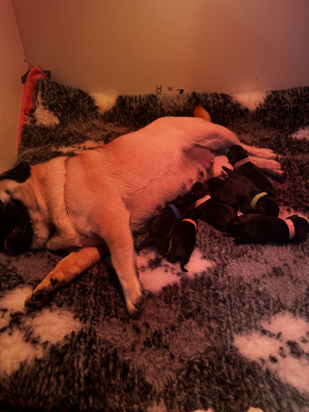 Chiot Carlin Du Royaume De Mandalore