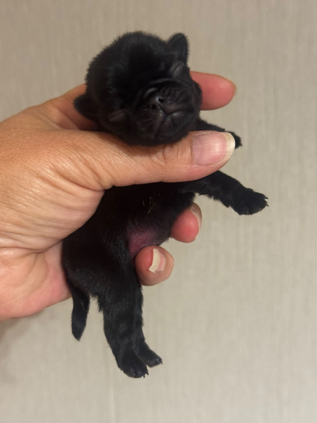 Du Royaume De Mandalore - Chiots disponibles - Carlin