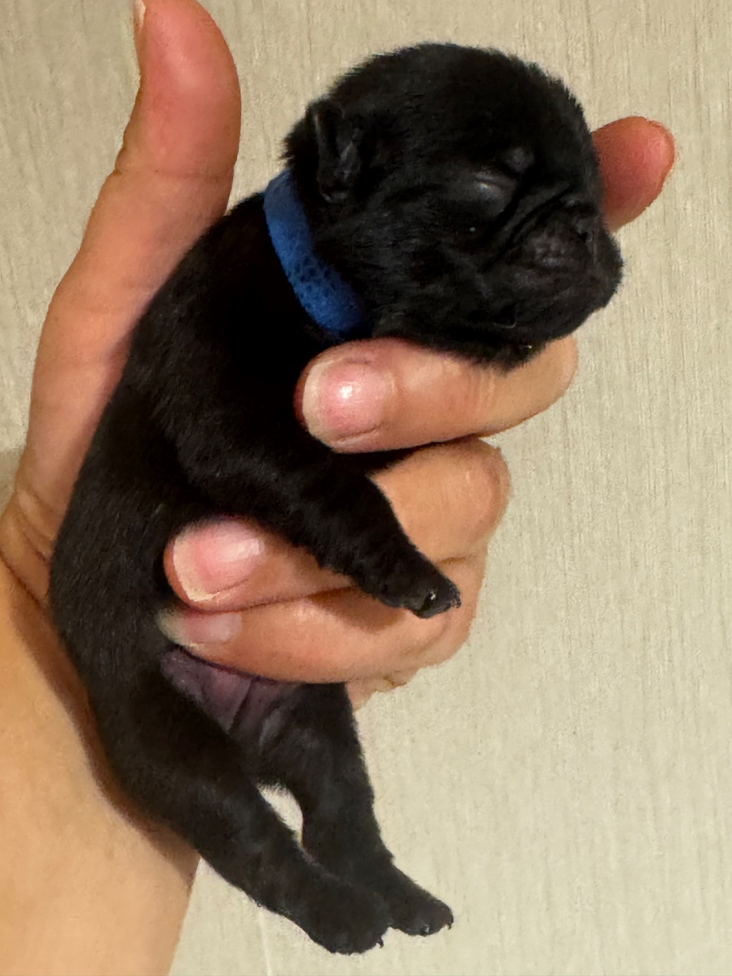 Du Royaume De Mandalore - Chiots disponibles - Carlin