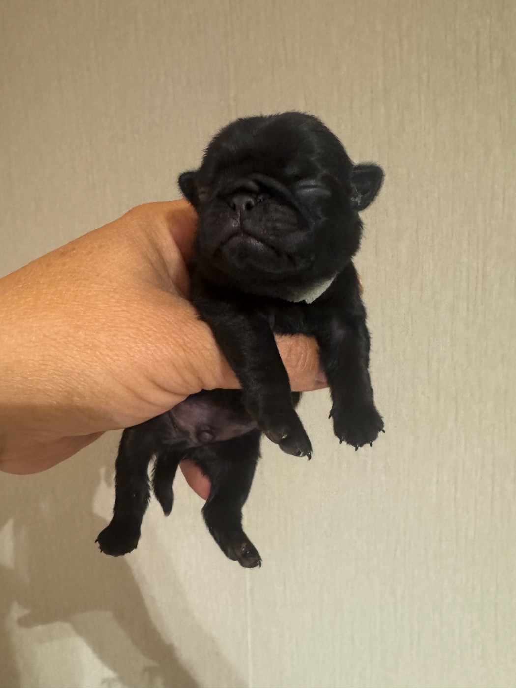 Du Royaume De Mandalore - Chiots disponibles - Carlin