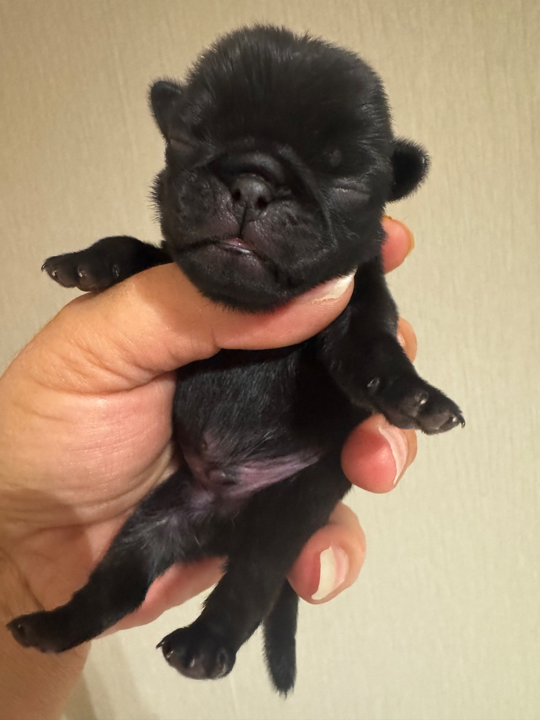Du Royaume De Mandalore - Chiots disponibles - Carlin