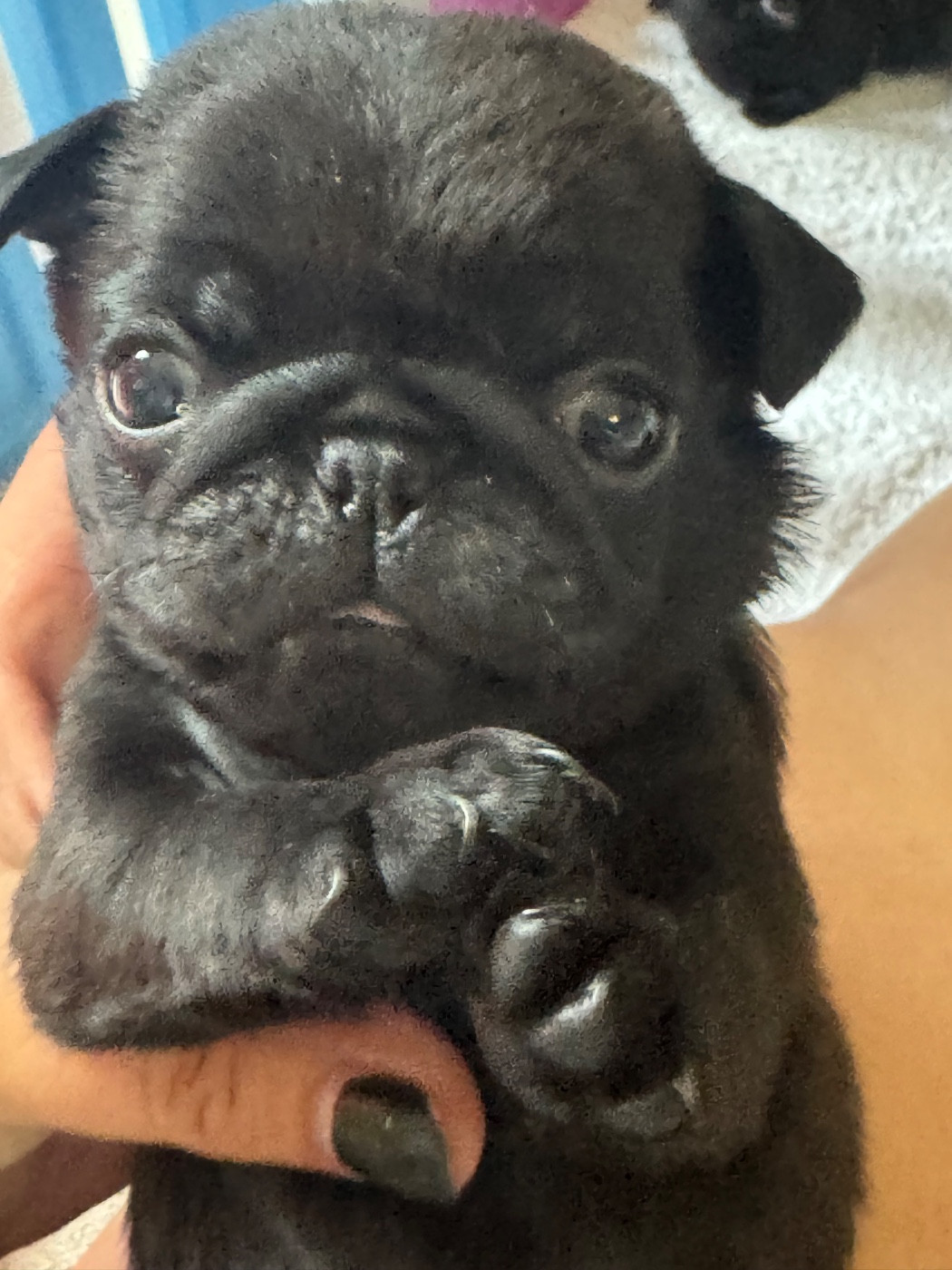 Du Royaume De Mandalore - Chiots disponibles - Carlin