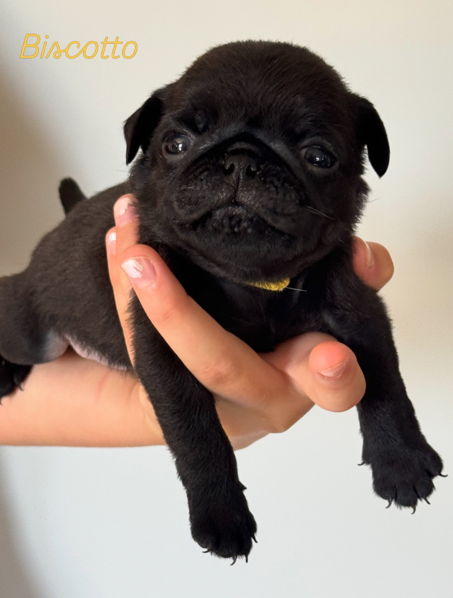 Du Royaume De Mandalore - Chiots disponibles - Carlin